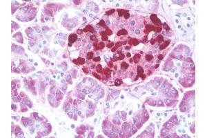 Anti-GCG / Glucagon antibody IHC staining of human pancreas. (Glucagon 抗体  (AA 119-148))