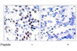 Image no. 1 for anti-Jun Proto-Oncogene (JUN) (Thr93) antibody (ABIN197130) (C-JUN 抗体  (Thr93))