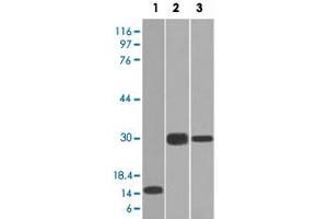 Western Blot analysis of Lane 1: recombinant protein, Lane 2: Panc-28 cell and Lane 3: PANC1 cell lysates with ELA3B monoclonal antibody, clone CELA3B/1218 . (Elastase 3B 抗体  (AA 82-238))