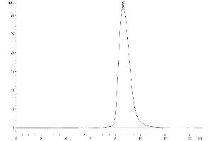 The purity of Human SIRP alpha is greater than 95 % as determined by SEC-HPLC.