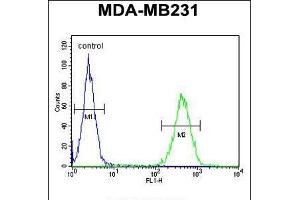 Flow cytometric analysis of MDA-MB231 cells (right histogram) compared to a negative control cell (left histogram). (ST7 抗体  (AA 169-197))