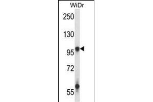 GRIA3 Antibody (N-term) (ABIN657962 and ABIN2846908) western blot analysis in WiDr cell line lysates (35 μg/lane). (Glutamate Receptor 3 抗体  (N-Term))