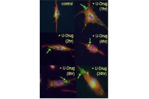 Image no. 1 for anti-Microtubule-Associated Protein 1 Light Chain 3 beta (MAP1LC3B) (AA 89-122) antibody (ABIN3031786)