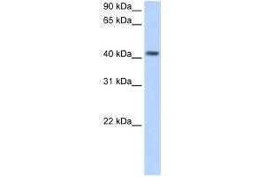 PSG5 antibody used at 2. (PSG5 抗体  (N-Term))