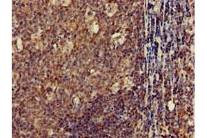 Immunohistochemistry of paraffin-embedded human tonsil tissue using ABIN7147875 at dilution of 1:100 (Claudin 1 抗体  (AA 185-224))