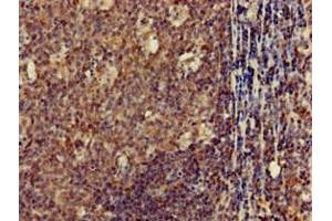 Immunohistochemistry of paraffin-embedded human tonsil tissue using ABIN7147875 at dilution of 1:100