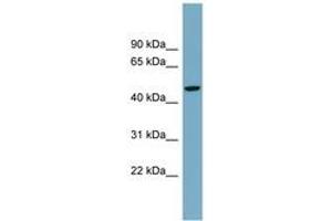 Image no. 1 for anti-Autophagy related 4A Cysteine Peptidase (ATG4A) (AA 251-300) antibody (ABIN6744729) (ATG4A 抗体  (AA 251-300))