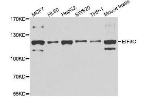 Western blot analysis of extracts of various cell lines, using EIF3C antibody. (EIF3C 抗体  (AA 694-913))