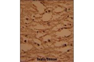 Formalin-fixed and paraffin-embedded human brain tissue with HTATSF1 Antibody (N-term), which was peroxidase-conjugated to the secondary antibody, followed by DAB staining. (HTATSF1 抗体  (N-Term))