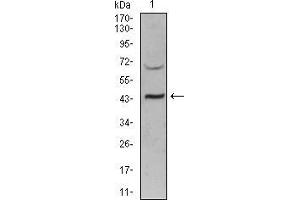 Western blot analysis using SIRT3 mouse mAb against PANC-1 (1) cell lysate. (SIRT3 抗体  (AA 155-290))