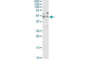 Immunoprecipitation of EEF1G transfected lysate using anti-EEF1G monoclonal antibody and Protein A Magnetic Bead , and immunoblotted with EEF1G MaxPab rabbit polyclonal antibody. (EEF1G 抗体  (AA 1-437))