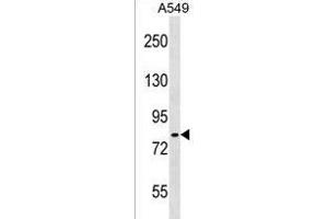 IKK(alpha/beta) Antibody (/180) (ABIN1537890 and ABIN2838258) western blot analysis in A549 cell line lysates (35 μg/lane). (IKK-alpha /IKK-beta 抗体  (AA 155-184))