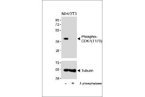 Western blot analysis of lysates from NIH/3T3 cell line, untreated or treated with λ phosphatase, using 459667101 (ABIN389541 and ABIN2850443) (upper) or Tubulin (lower). (CDK7 抗体  (pThr170))
