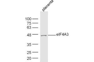 Mouse placenta lysates probed with eIF4A3 Polyclonal Antibody, Unconjugated  at 1:300 dilution and 4˚C overnight incubation. (EIF4A3 抗体  (AA 351-411))