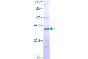 PCDH20 Protein (AA 395-494) (GST tag)