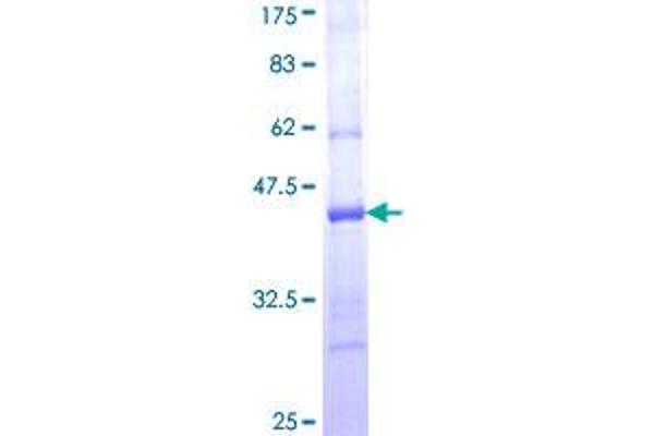 PCDH20 Protein (AA 395-494) (GST tag)