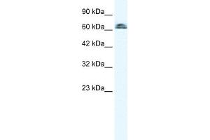 WB Suggested Anti-IVNS1ABP Antibody Titration:  0. (IVNS1ABP 抗体  (N-Term))