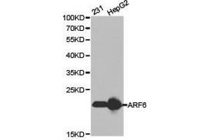 Western Blotting (WB) image for anti-ADP-Ribosylation Factor 6 (ARF6) antibody (ABIN1871075) (ARF6 抗体)