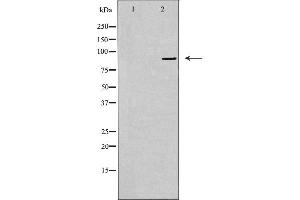 Western blot analysis of extracts from A549 cells, using USP45 antibody. (USP45 抗体  (Internal Region))