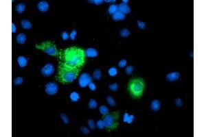 Immunofluorescence (IF) image for anti-phosphoglycerate Mutase 2 (Muscle) (PGAM2) antibody (ABIN1500171) (PGAM2 抗体)
