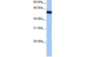 hCG_1646157 antibody used at 0. (Zinc Finger Protein 891 (ZNF891) (Middle Region) 抗体)