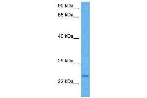 Western Blotting (WB) image for anti-Kruppel-Like Factor 9 (KLF9) (N-Term) antibody (ABIN2777263)
