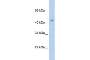 Western Blotting (WB) image for anti-Protein Arginine Methyltransferase 8 (PRMT8) antibody (ABIN2462041)