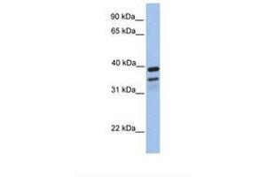 Image no. 1 for anti-FK506 Binding Protein 8, 38kDa (FKBP8) (AA 110-159) antibody (ABIN6738277)