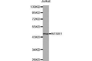 Western blot analysis of extracts of Jurkat cell line, using NTSR1 antibody. (NTSR1 抗体)
