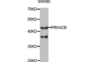 Western blot analysis of extracts of SW480 cells, using PRKACB antibody (ABIN5973065) at 1/1000 dilution. (PRKACB 抗体)