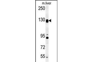 DENND5B Antibody (C-term) (ABIN654250 and ABIN2844073) western blot analysis in mouse liver tissue lysates (15 μg/lane).
