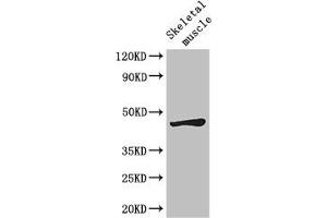 Western Blot Positive WB detected in: Mouse skeletal muscle tissue All lanes: LEF1 antibody at 2. (LEF1 抗体  (AA 75-216))