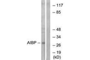 Western Blotting (WB) image for anti-Apolipoprotein A-I Binding Protein (APOA1BP) (AA 121-170) antibody (ABIN6766585) (APOA1BP 抗体  (AA 121-170))