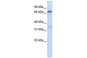 Image no. 1 for anti-Tripartite Motif Containing 23 (TRIM23) (AA 72-121) antibody (ABIN6740282) (TRIM23 抗体  (AA 72-121))