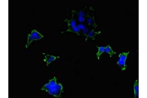 Immunofluorescent analysis of 293 cells using ABIN7163515 at dilution of 1:100 and Alexa Fluor 488-congugated AffiniPure Goat Anti-Rabbit IgG(H+L) (ATP2B2 抗体  (AA 1-80))