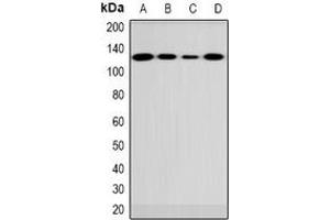 Western blot analysis of FUK expression in 786-O (A), rat brain (B), mouse brain (C), COS7 (D) whole cell lysates. (FUK 抗体  (N-Term))