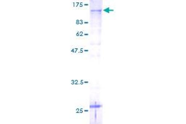 PSMD2 Protein (AA 1-908) (GST tag)