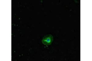 Immunofluorescent analysis of A549 cells using ABIN7145636 at dilution of 1:100 and Alexa Fluor 488-congugated AffiniPure Goat Anti-Rabbit IgG(H+L) (RHD 抗体  (AA 32-76))
