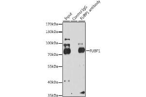 Immunoprecipitation analysis of 200 μg extracts of HeLa cells, using 3 μg FUBP1 antibody (ABIN6130392, ABIN6140802, ABIN6140804 and ABIN6221231).