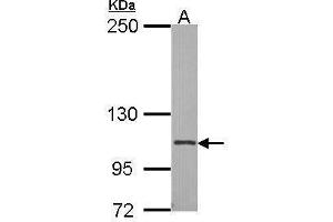 Integrin Alpha2b 抗体  (Internal Region)