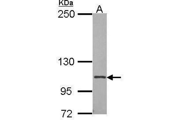 Integrin Alpha2b Antikörper  (Internal Region)
