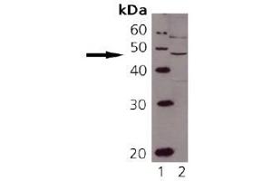 Image no. 1 for anti-TAP Binding Protein (Tapasin) (TAPBP) (AA 2-20) antibody (ABIN363952)