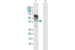 Western Blot analysis of KNG1 expression in transfected 293T cell line by KNG1 MaxPab polyclonal antibody. (KNG1 抗体  (AA 1-427))