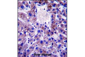 UBE2W Antibody (C-term) (ABIN657530 and ABIN2846549) immunohistochemistry analysis in formalin fixed and paraffin embedded human liver tissue followed by peroxidase conjugation of the secondary antibody and DAB staining. (UBE2W 抗体  (C-Term))