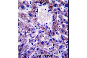 UBE2W Antibody (C-term) (ABIN657530 and ABIN2846549) immunohistochemistry analysis in formalin fixed and paraffin embedded human liver tissue followed by peroxidase conjugation of the secondary antibody and DAB staining.