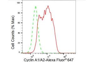 Flow cytometric analysis of Cyclin A1/A2 expression in HAP-1 cells using Cyclin A1/A2 antibody (ABIN7798185), 1:2,000). (Recombinant Cyclin A1/A2 抗体)