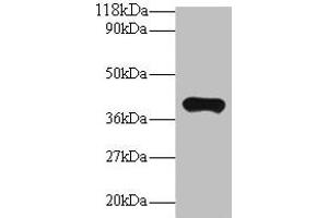 Western blot All lanes: PON1 antibody at 2 μg/mL + Mouse liver tissue Secondary Goat polyclonal to rabbit IgG at 1/10000 dilution Predicted band size: 40 kDa Observed band size: 40 kDa (PON1 抗体  (AA 2-355))