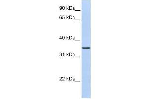 Western Blotting (WB) image for anti-CDC42 Effector Protein (Rho GTPase Binding) 4 (CDC42EP4) antibody (ABIN2459819) (CDC42EP4 抗体)