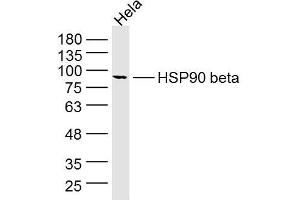 HeLa lysates probed with HSP90 beta Polyclonal Antibody, Unconjugated  at 1:300 dilution and 4˚C overnight incubation.
