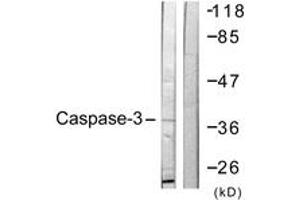 Western Blotting (WB) image for anti-Caspase 3 (CASP3) (AA 116-165) antibody (ABIN2888792) (Caspase 3 抗体  (AA 116-165))